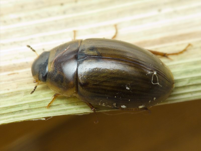 Enochrus testaceus (Fabricius, 1801)